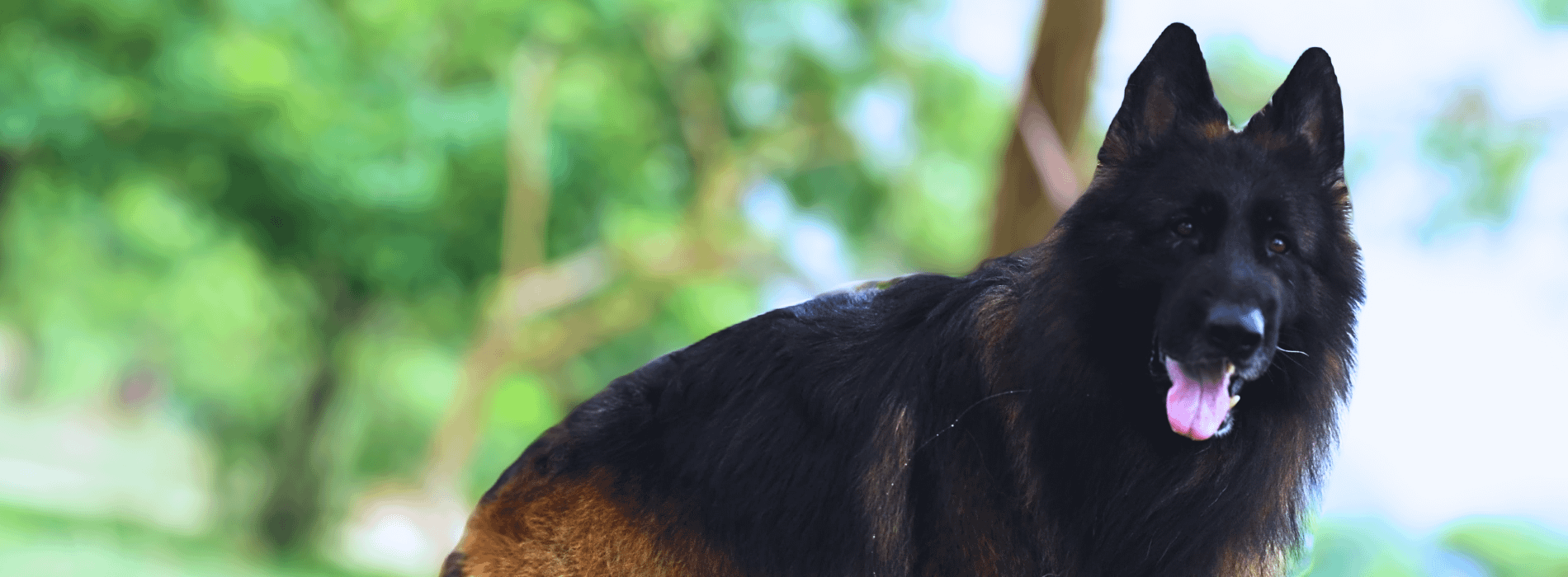 pawslove gsd breeder india