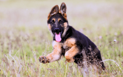 pawslove puppies