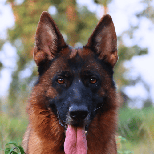 pawslove love tin tin kizzy bred by gsd breeder india