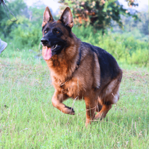 pawslove love tin tin kizzy bred by gsd breeder india