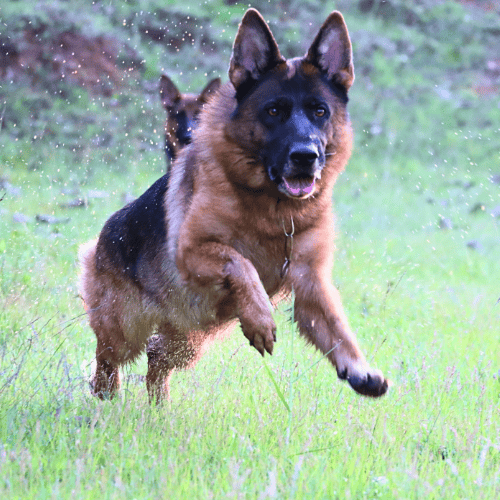 pawslove love tin tin kizzy bred by gsd breeder india