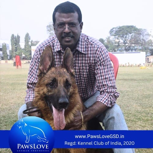 andrew peacock gsd breeder in india