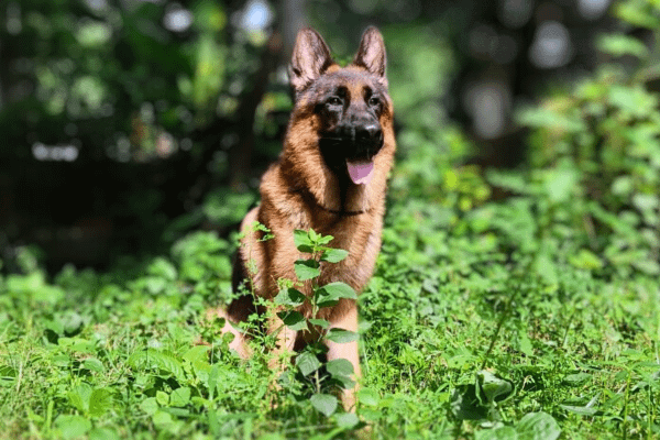 PawsLove German Shepherd Dog