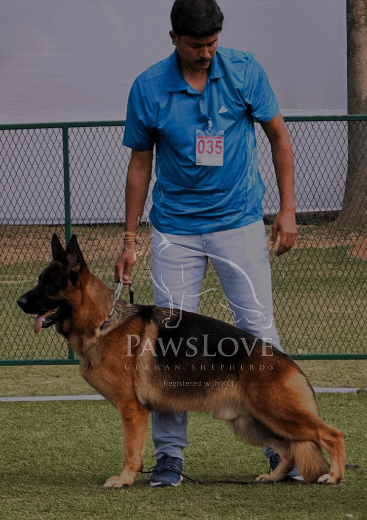 PawsLove Gserman Shepherd Dog Breeder in India Home Page Image showing Baltazar stack